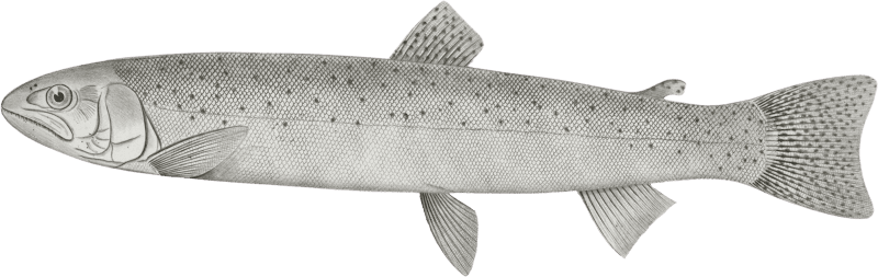 Salmo gibbsii, Gibbs' Salmon Trout