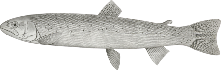 Salmo gibbsii, Gibbs' Salmon Trout