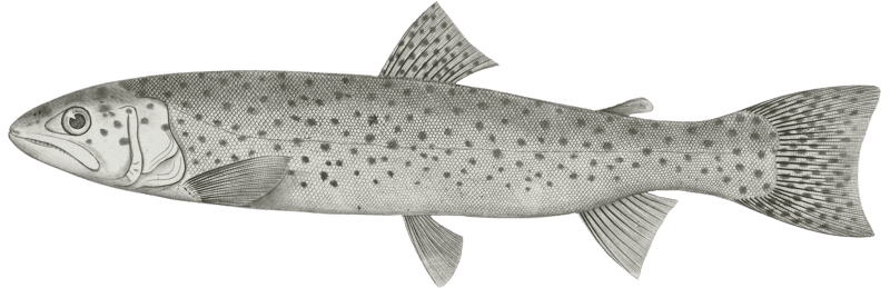 Salmo stellatus, Star-spotted Brook Trout