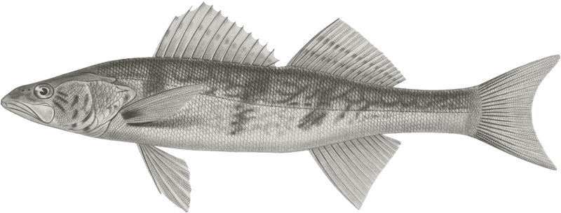 Stizostedion boreus, Okow or Pike Perch