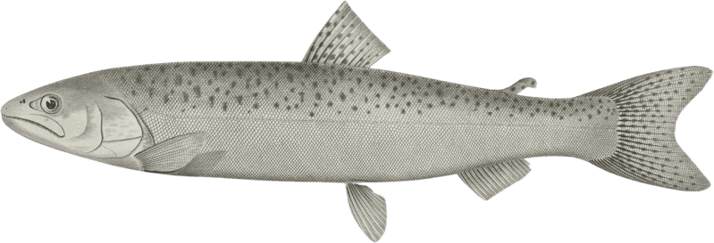 Salnmo quinnat, young, Quinnat Salmon