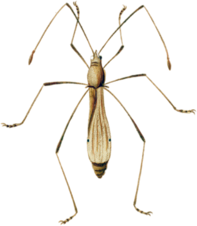 Berytus spinosus