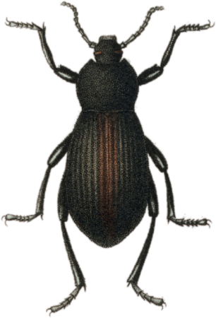 Blaps suturalis