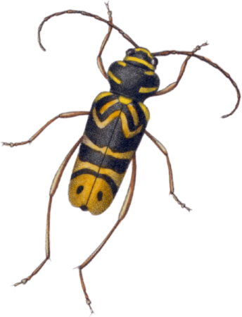 Crytus speciosus