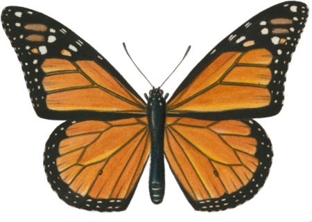 Danaus plexippus