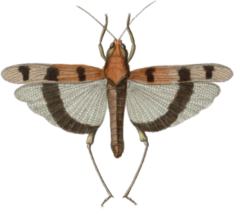 Gryllus trifasciatus
