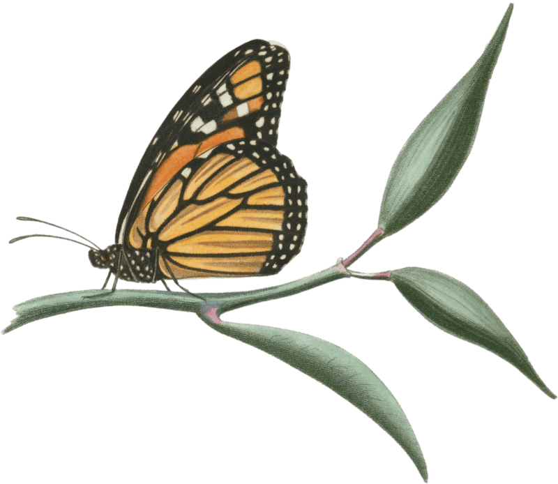 Danaus plexippus