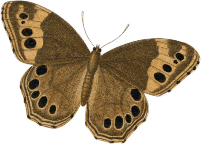 Hipparchia andromacha