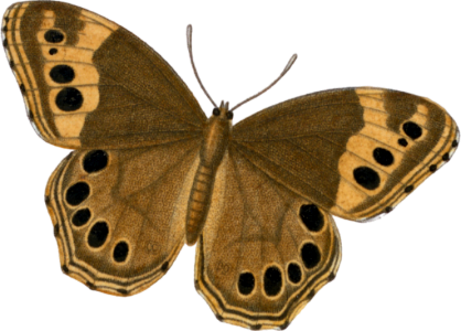 Hipparchia andromacha