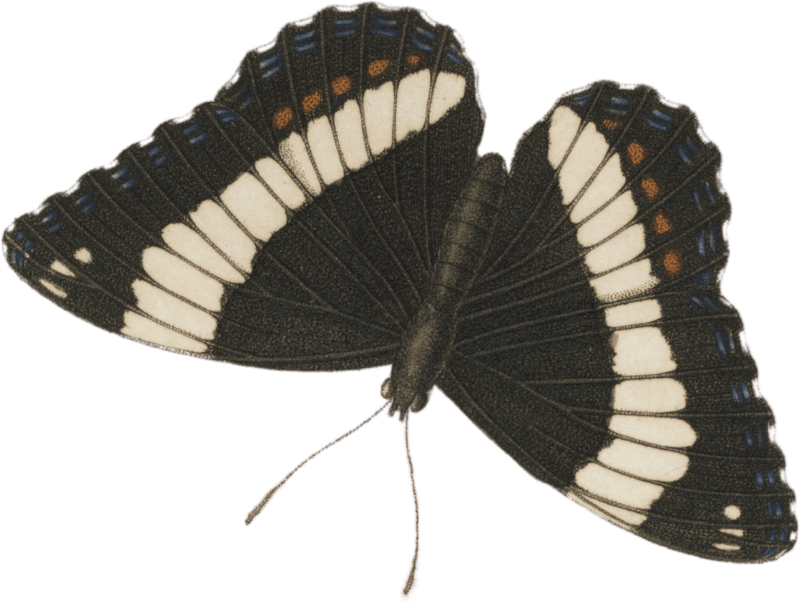 Limenitis arthemis