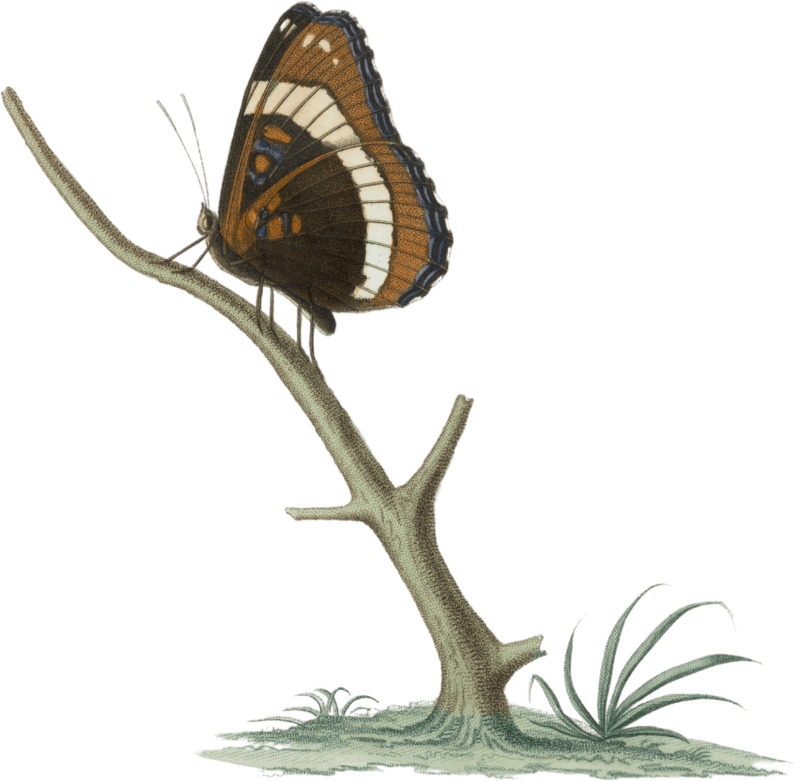 Limenitis arthemis