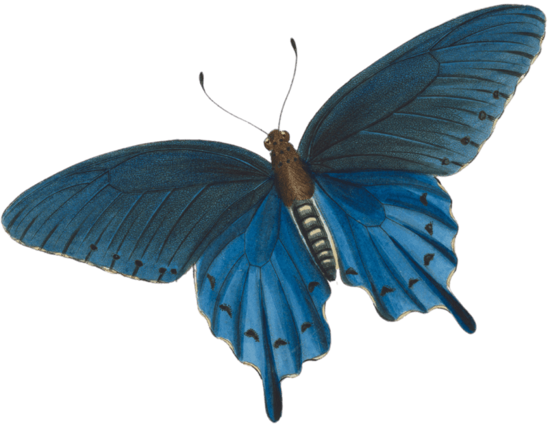 Papilio philenor. fabr