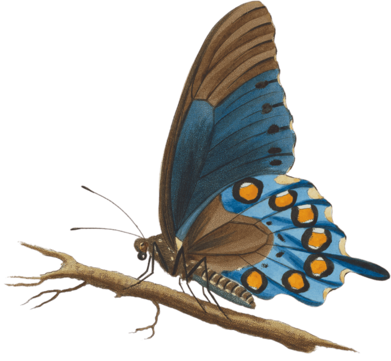 Papilio philenor. fabr