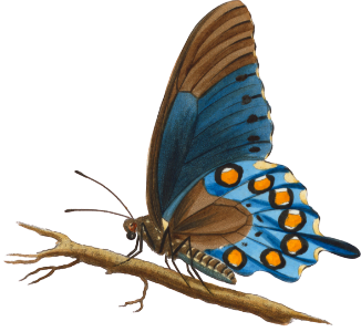 Papilio philenor. fabr