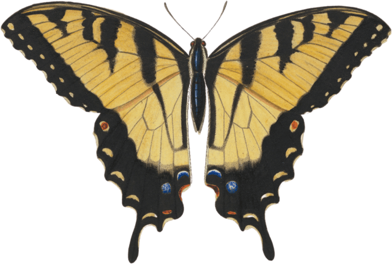 Papilio turnus