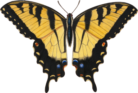 Papilio turnus