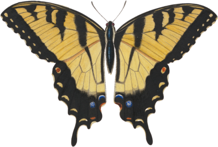 Papilio turnus