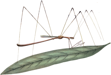 Ploiaria brevipennis