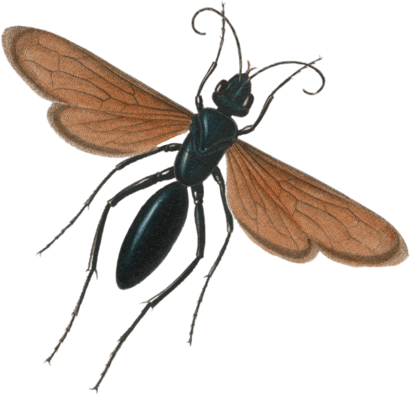 Pompilus formosus