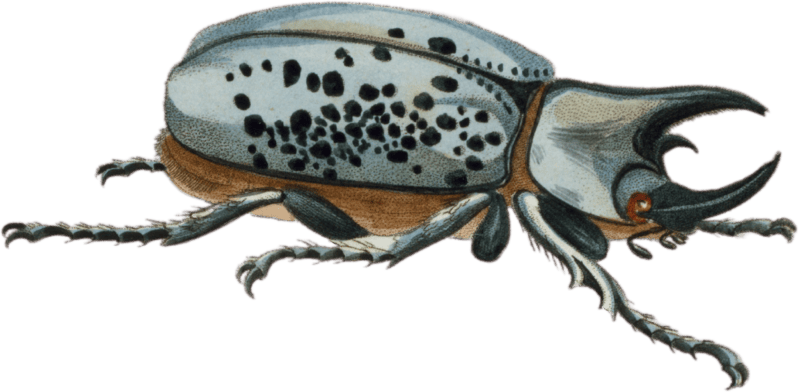 Scarabæus tityus
