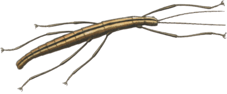 Spectrum bivittatum