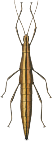 Spectrum bivittatum