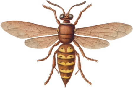 Stizus grandis (Stizus unicinctus)