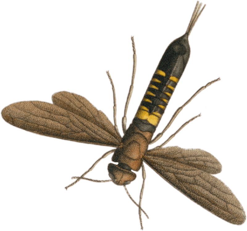 Tremex obsoletus (Tremex columba)