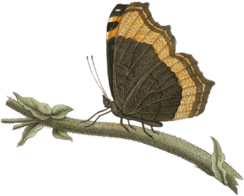Vanessa (Vanessa furcillata)