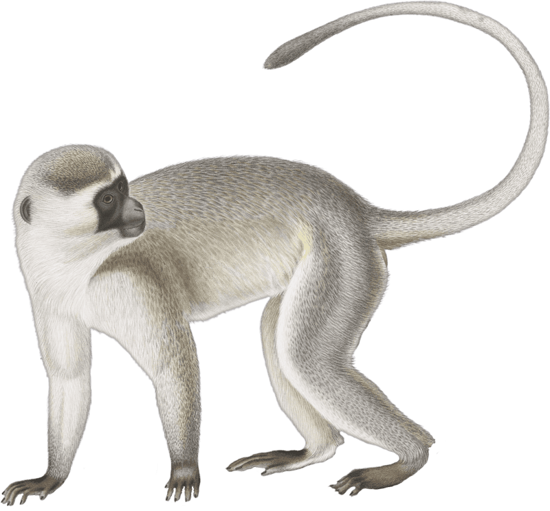 Cercopithecus Delalande (Cercopithecus Lalandii)
