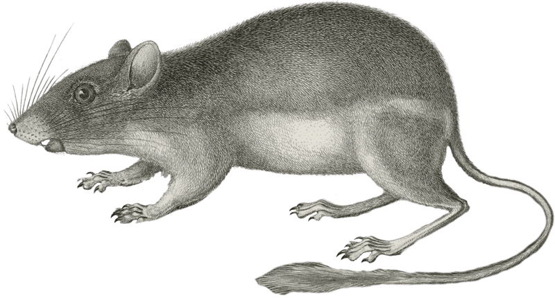 Dipodomys agilis (Pouched Jumping Mouse)