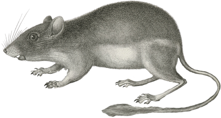 Dipodomys agilis (Pouched Jumping Mouse)
