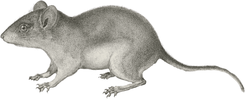 Hesperomys texanus (Texas Mouse)