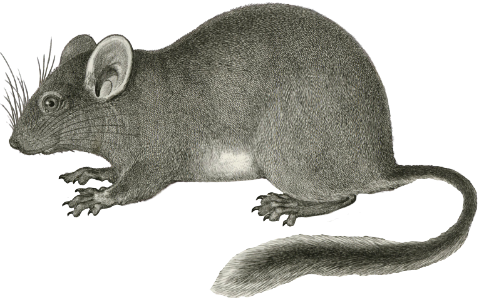 Neotoma occidentalis (Bushy Tailed Rat)