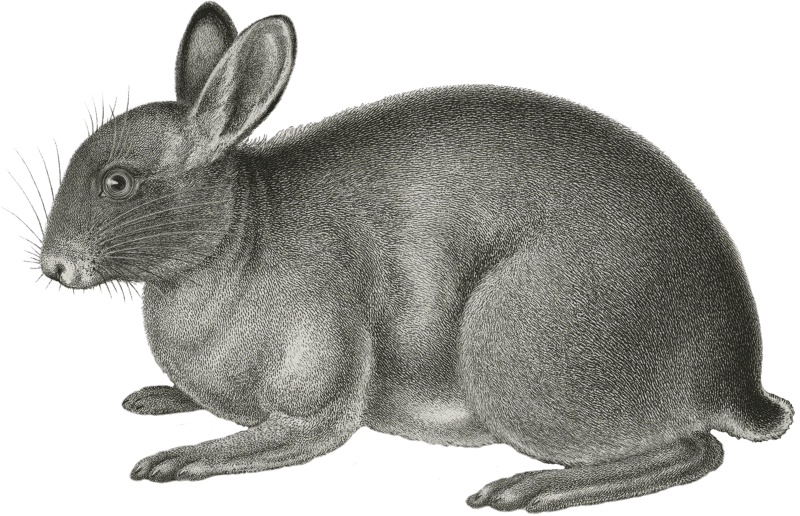 Lepus washingtonii (Red Rabbit)