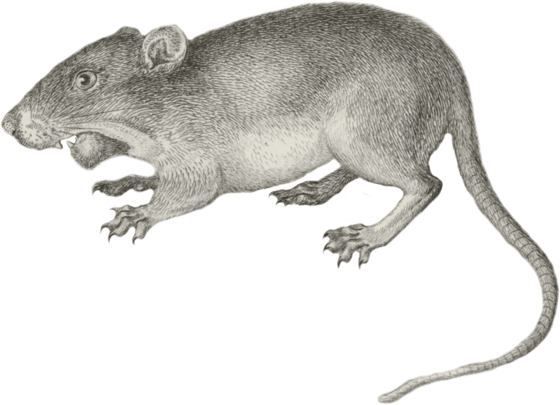 Perognathus flavus (Yellow Pouched Mouse)