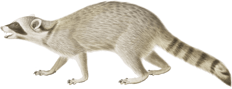 Raccoon (Procyon lotor)