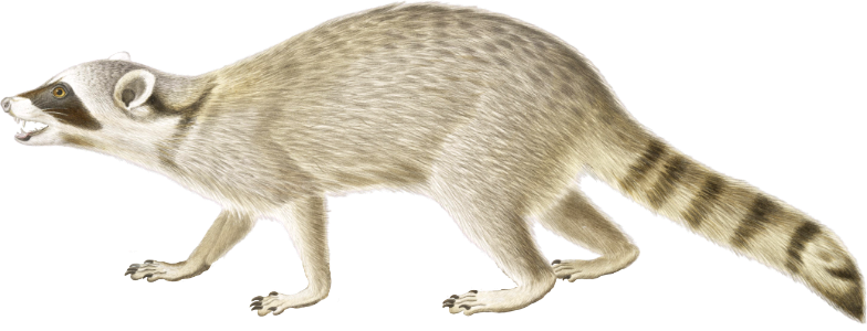 Raccoon (Procyon lotor)