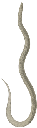 Celuta amoena