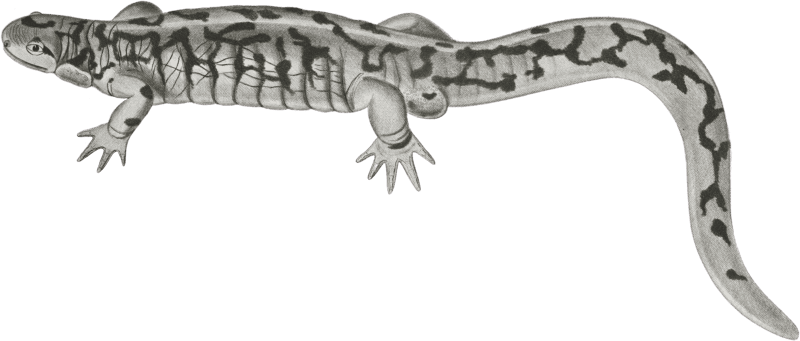 Ambystoma ingens, The Huge Mudpup