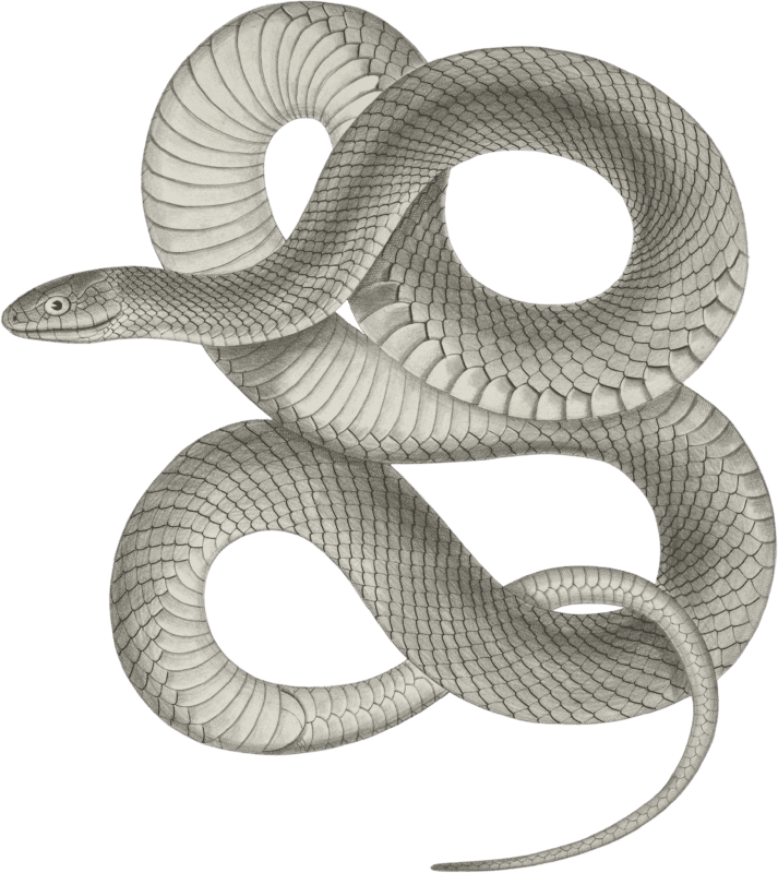Bascanion vetutustus, Blue Racer
