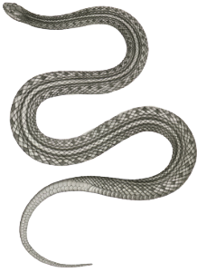 Eutania cooperi, Red Striped Garter Snake