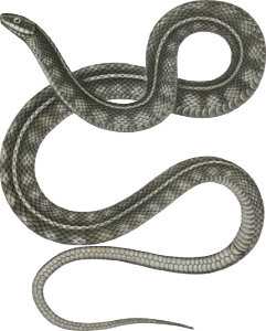 Eutania concinna, One Striped Garter Snake