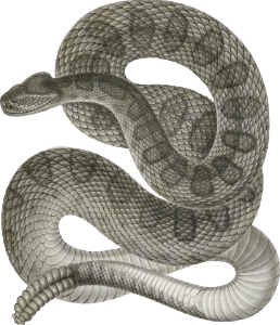 Crotalus confluentus, Prairie Rattle Snake