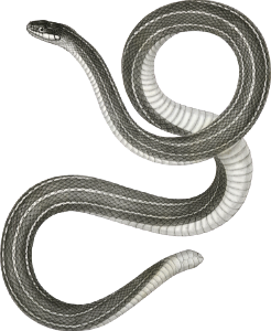 Eutania faireyi, Fairey's Garter Snake