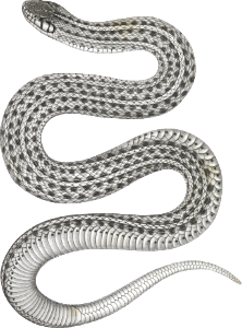 Eutania haydenii, Hayden's Garter Snake