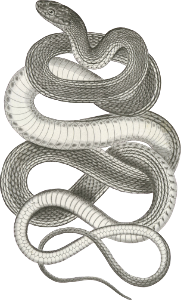 Eutania vagrans, The Large headed Striped Snake