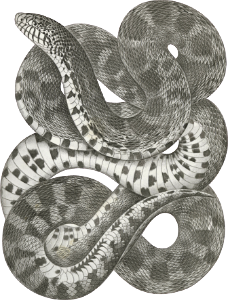 Pituophis sayi, Prairie Bull Snake