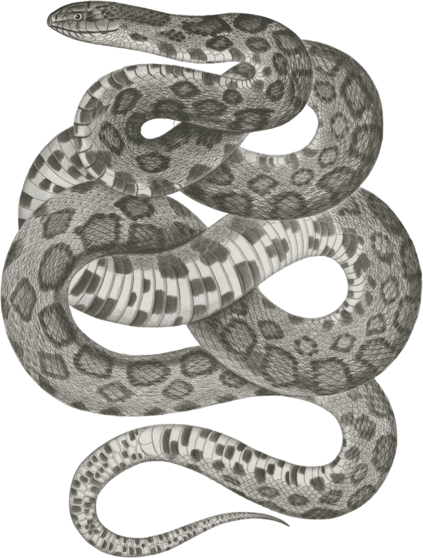 Scotophis vulpinus, Fox Snake