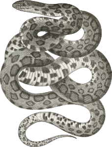 Scotophis vulpinus, Fox Snake